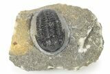 Detailed Gerastos Trilobite Fossil - Morocco #277657-3